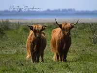 Schotse hooglander [Bos taurus var highland]